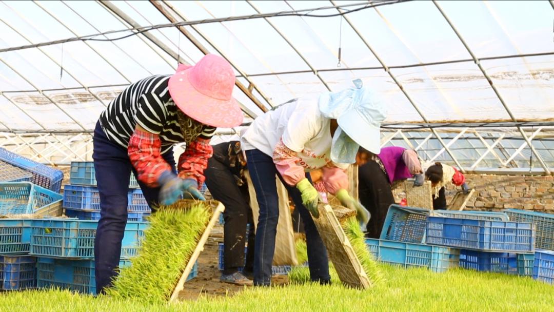富硒大米示范(富硒优质大米)-硒宝网