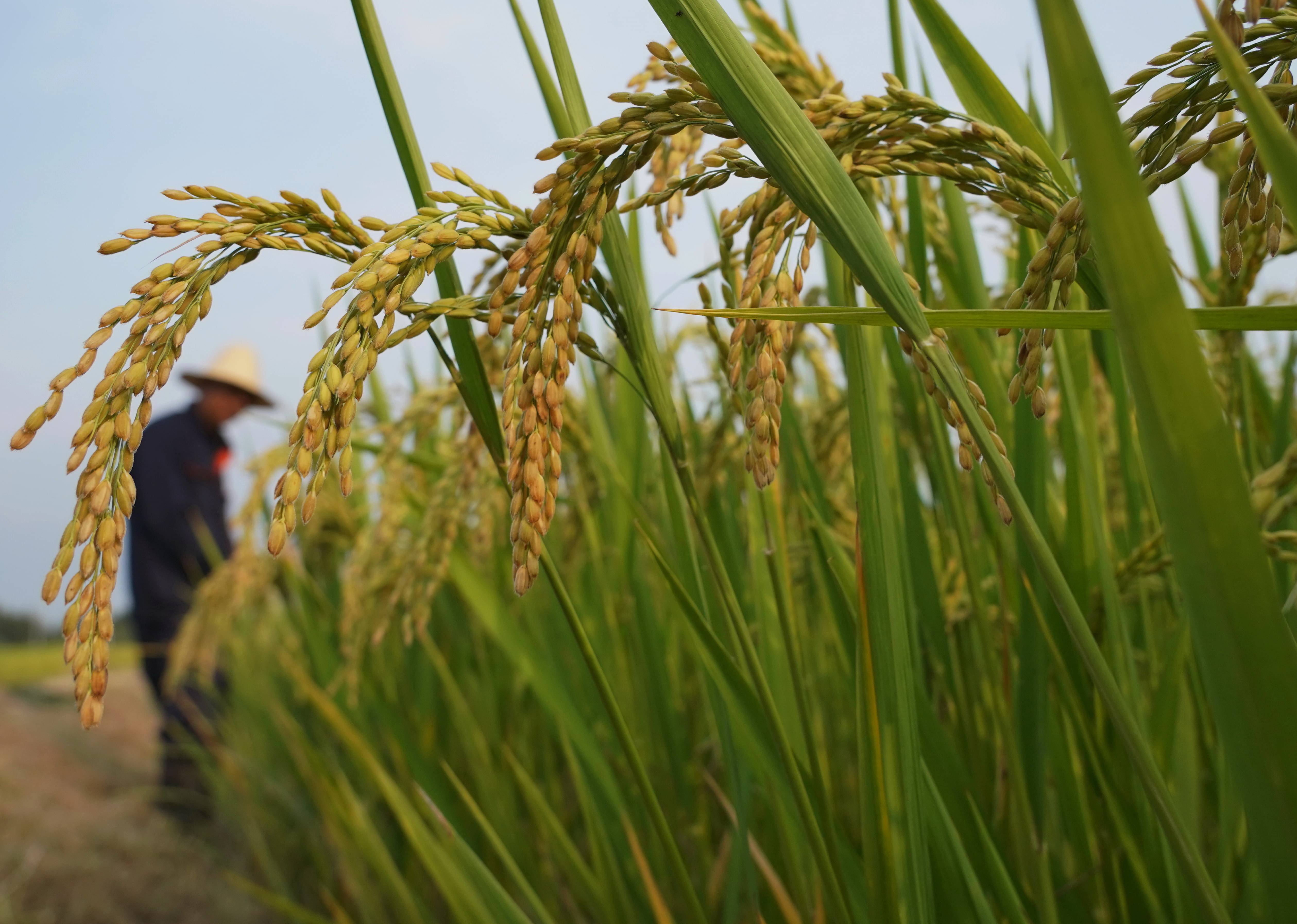 富硒大米示范(富硒优质大米)-硒宝网