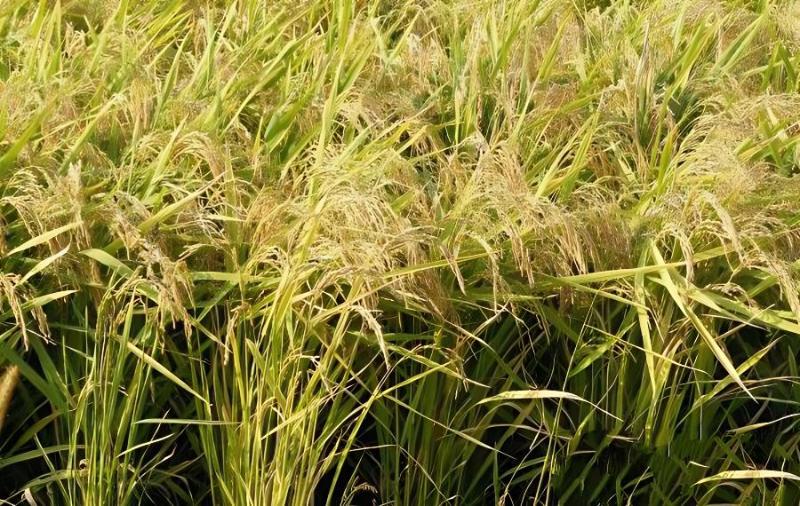 富硒水稻大米(富硒的大米)-硒宝网