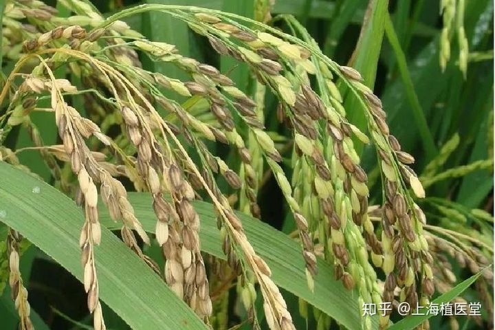 富硒水稻大米(富硒的大米)-硒宝网