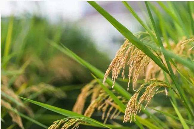 富硒水稻大米(富硒的大米)-硒宝网