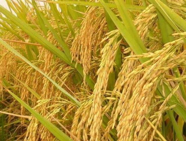 富硒水稻大米(富硒的大米)-硒宝网