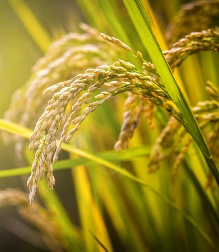 承德富硒大米(富硒大米口感如何)-硒宝网