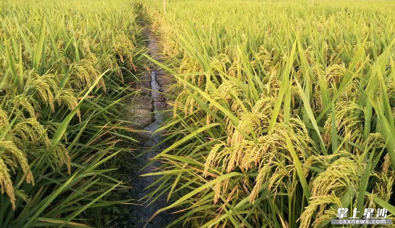 富硒水果大米（富硒大米中含有的主要营养素是）-硒宝网