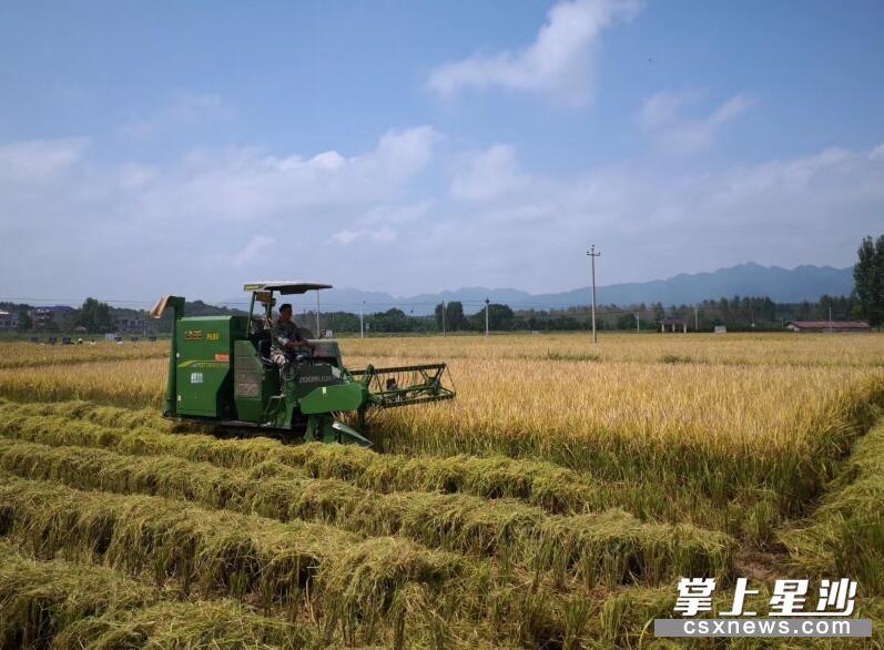 富硒水果大米（富硒大米中含有的主要营养素是）-硒宝网
