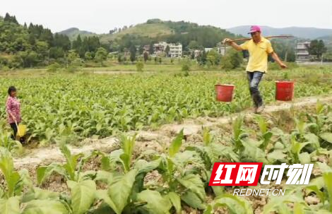 富硒大米新田(新田富硒农产品)-硒宝网