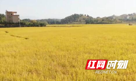 富硒大米新田(新田富硒农产品)-硒宝网