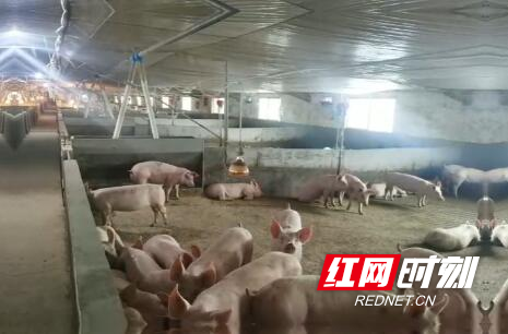 富硒大米新田(新田富硒农产品)-硒宝网