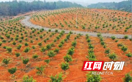 富硒大米新田(新田富硒农产品)-硒宝网