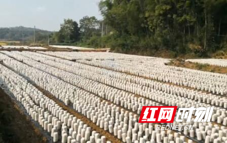 富硒大米新田(新田富硒农产品)-硒宝网