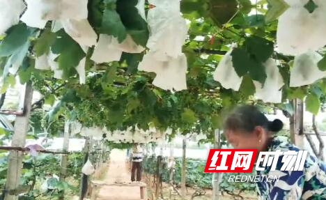 富硒大米新田(新田富硒农产品)-硒宝网