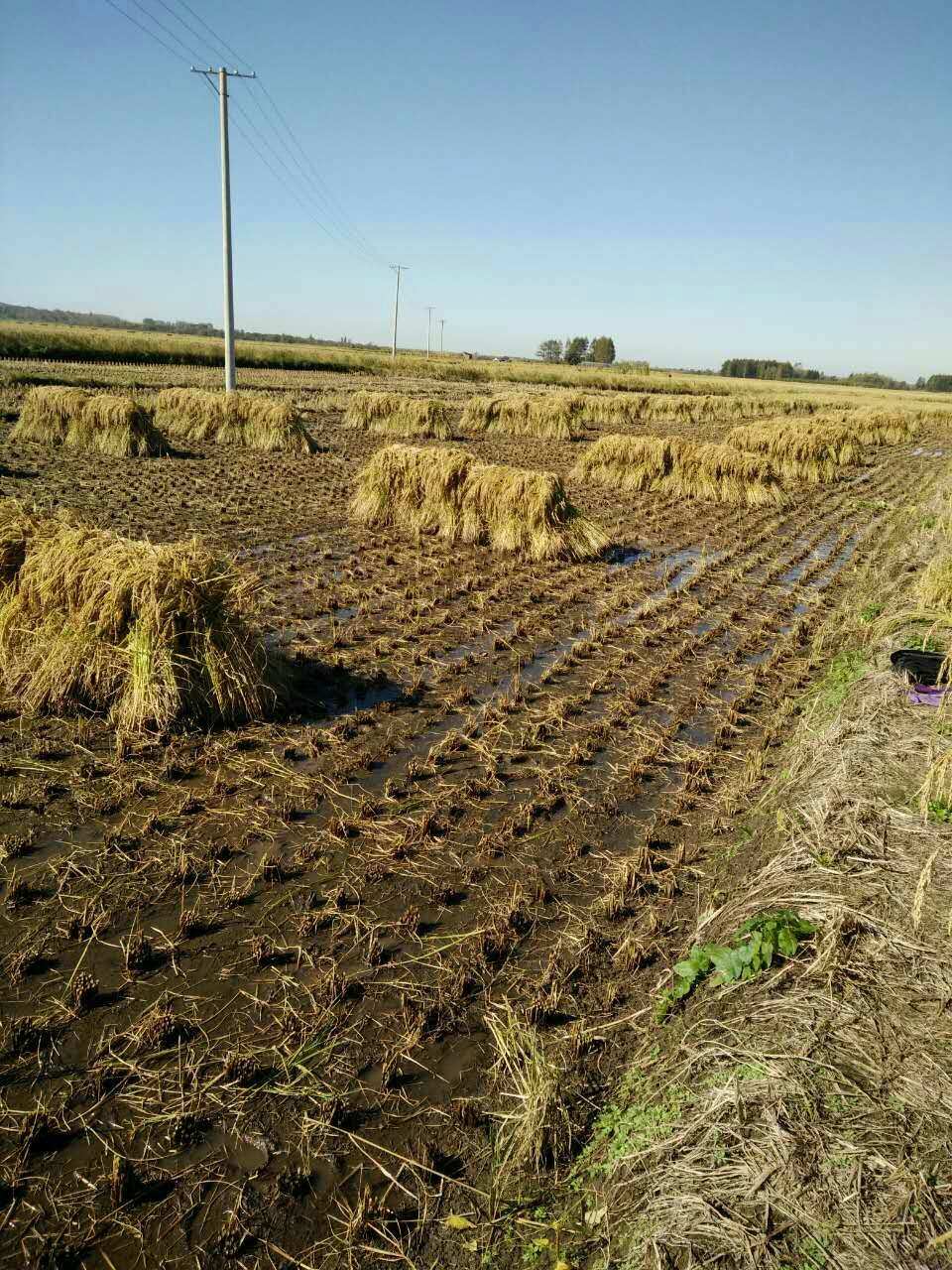 富硒大米米价(大米米价富硒含量多少)-硒宝网