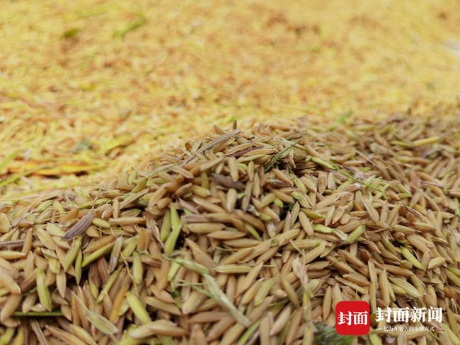 富硒大米米价(大米米价富硒含量多少)-硒宝网