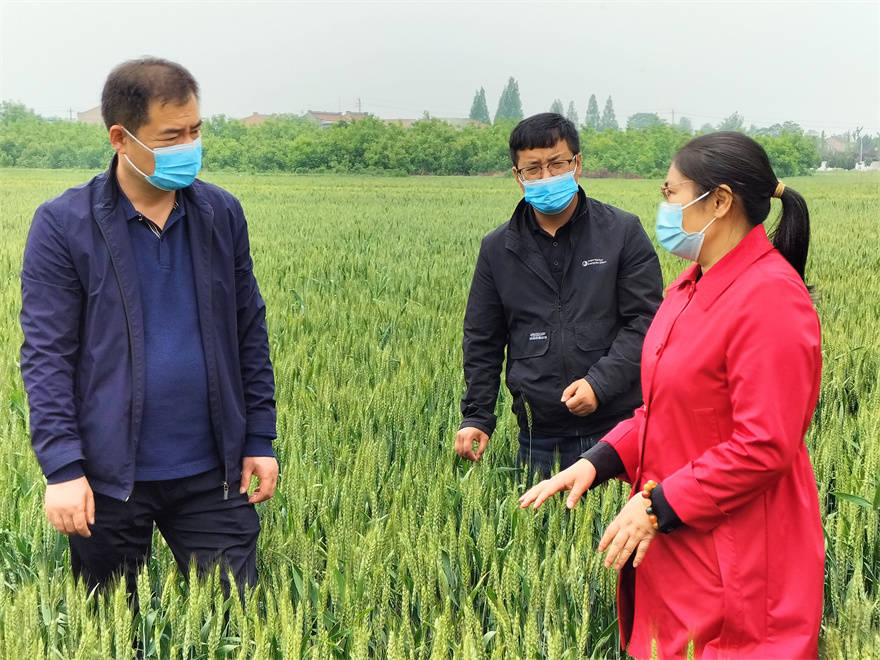 夏邑富硒大米(富硒大米好在哪)-硒宝网