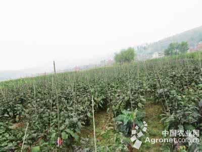 蒙城富硒大米(富硒大米成分表)-硒宝网