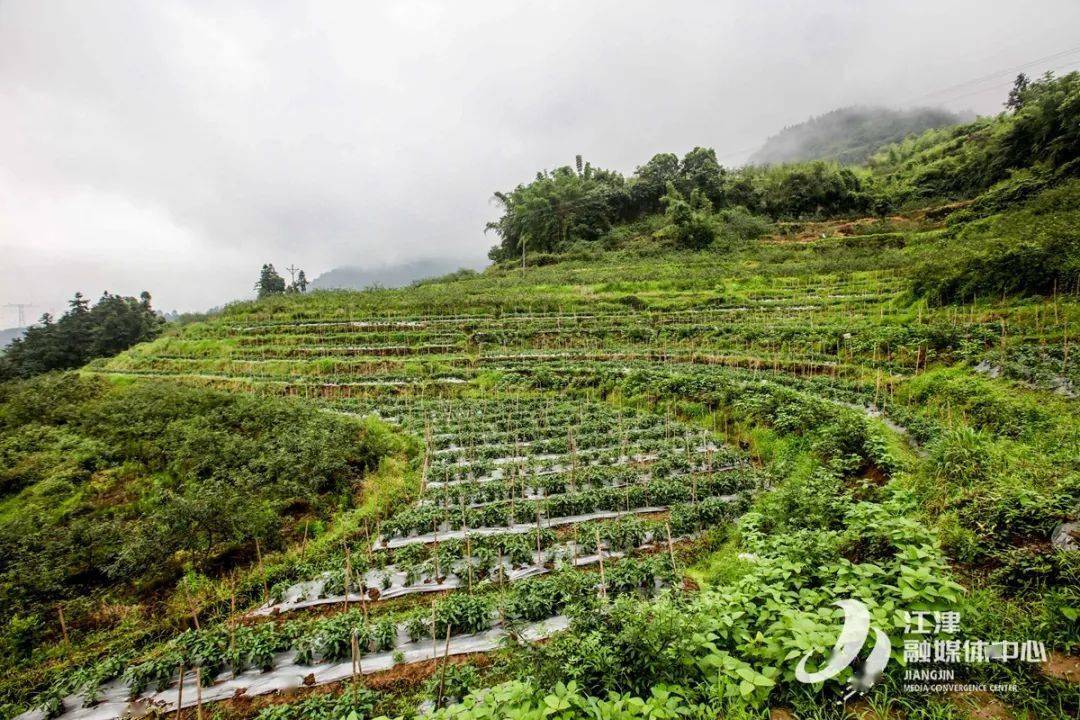 富硒大米安徽(安徽富硒大米多少钱一斤)-硒宝网