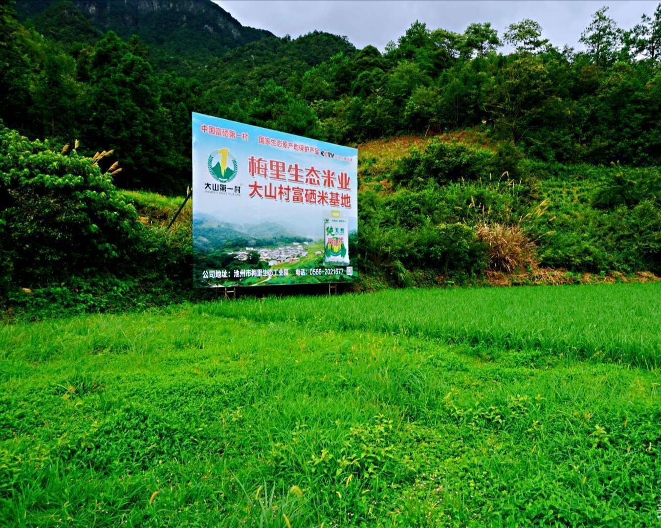 富硒大米安徽(安徽富硒大米多少钱一斤)-硒宝网