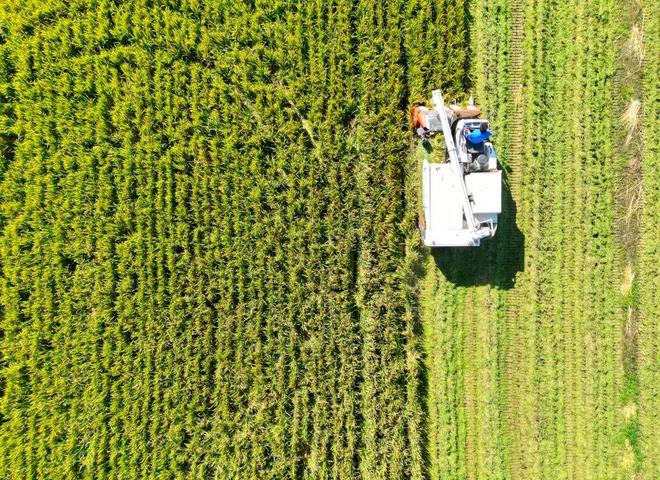 芜湖富硒大米（安微富硒大米）-硒宝网