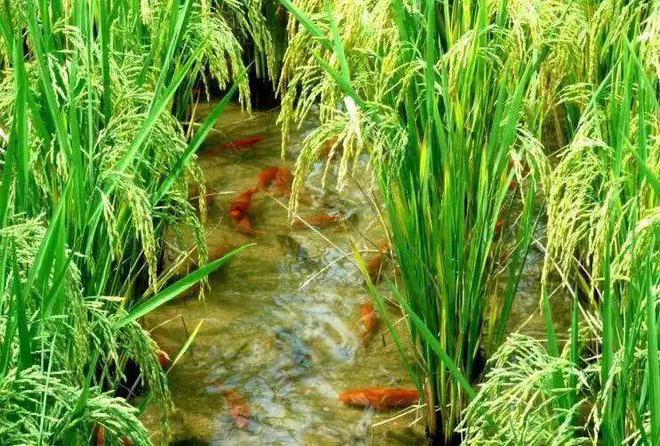 芜湖富硒大米（安微富硒大米）-硒宝网