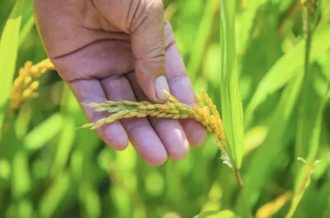 芜湖富硒大米（安微富硒大米）-硒宝网