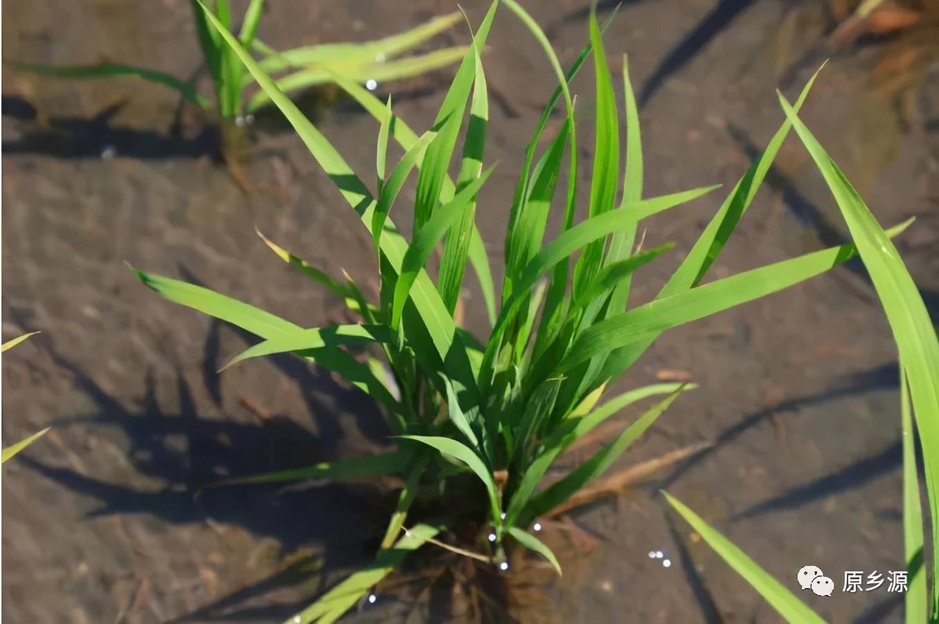 辽源富硒大米(原生态富硒大米)-硒宝网