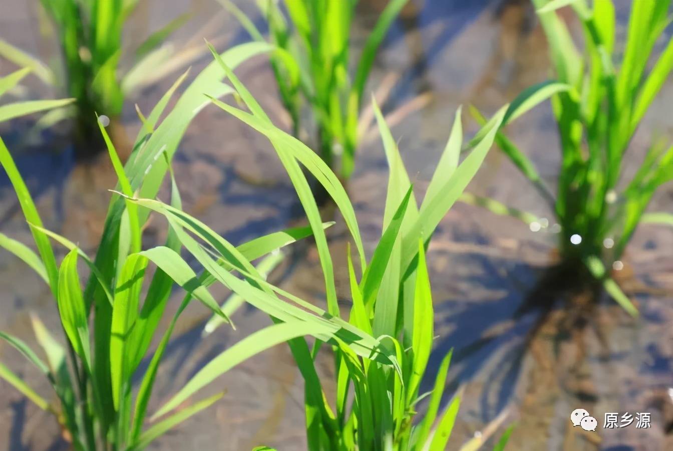 辽源富硒大米(原生态富硒大米)-硒宝网