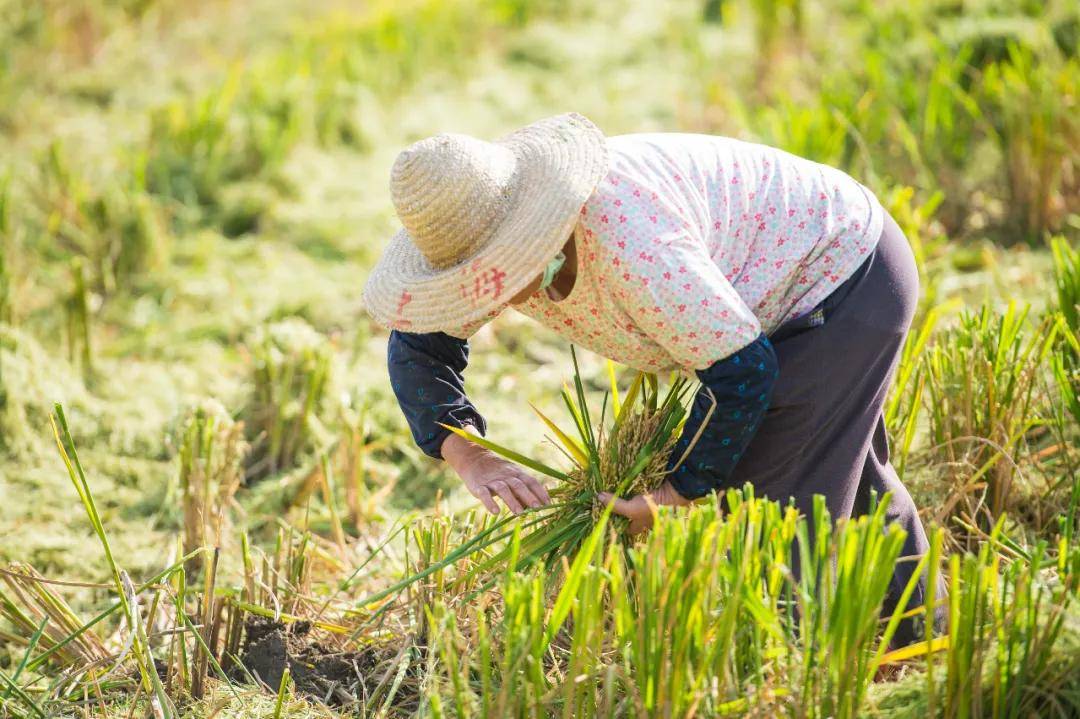 辽源富硒大米(原生态富硒大米)-硒宝网