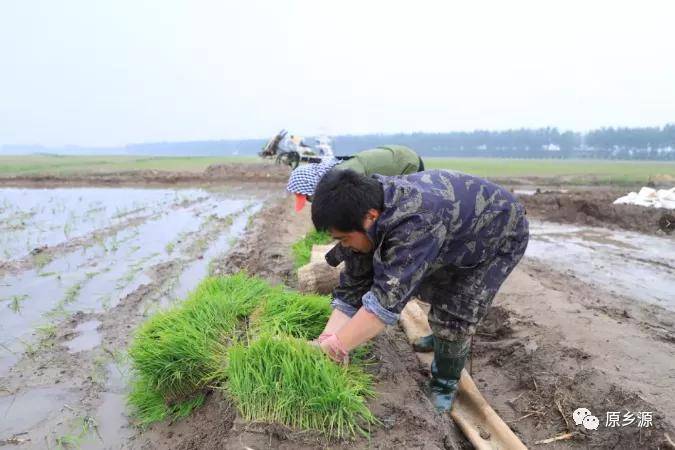 辽源富硒大米(原生态富硒大米)-硒宝网