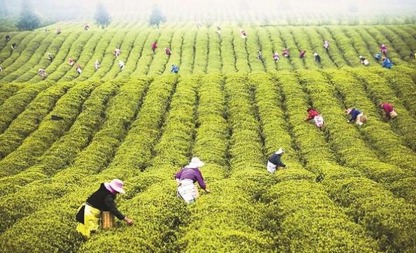 富硒大米 定(富硒大米中富含的营养物质)-硒宝网