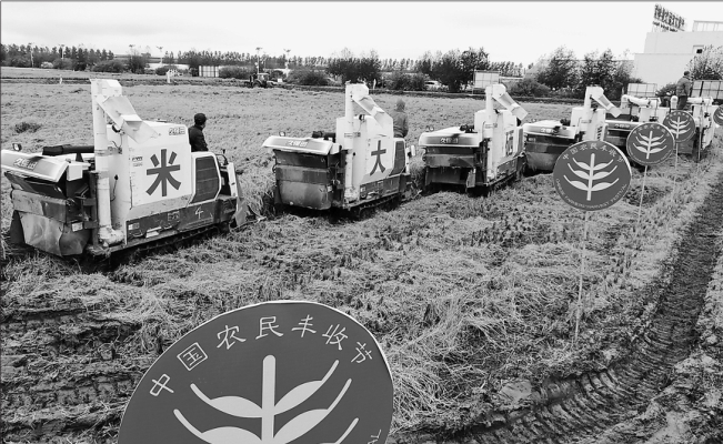 富硒大米水稻（大米水稻富硒含量多少）-硒宝网