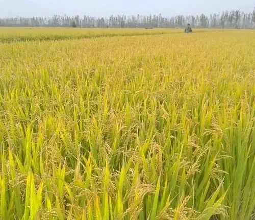 白山富硒大米（高山富硒大米）-硒宝网