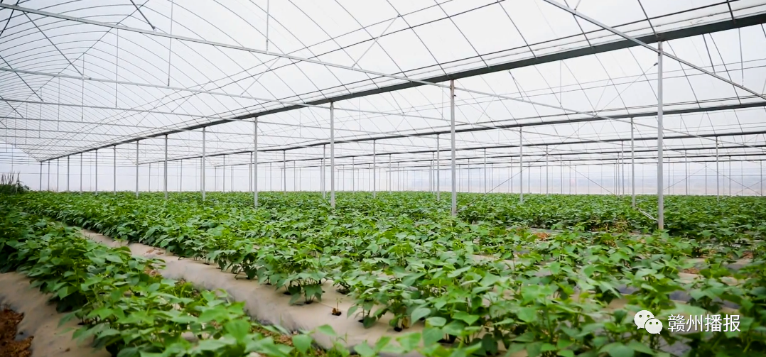 富硒大米口号（富硒大米广告语）-硒宝网