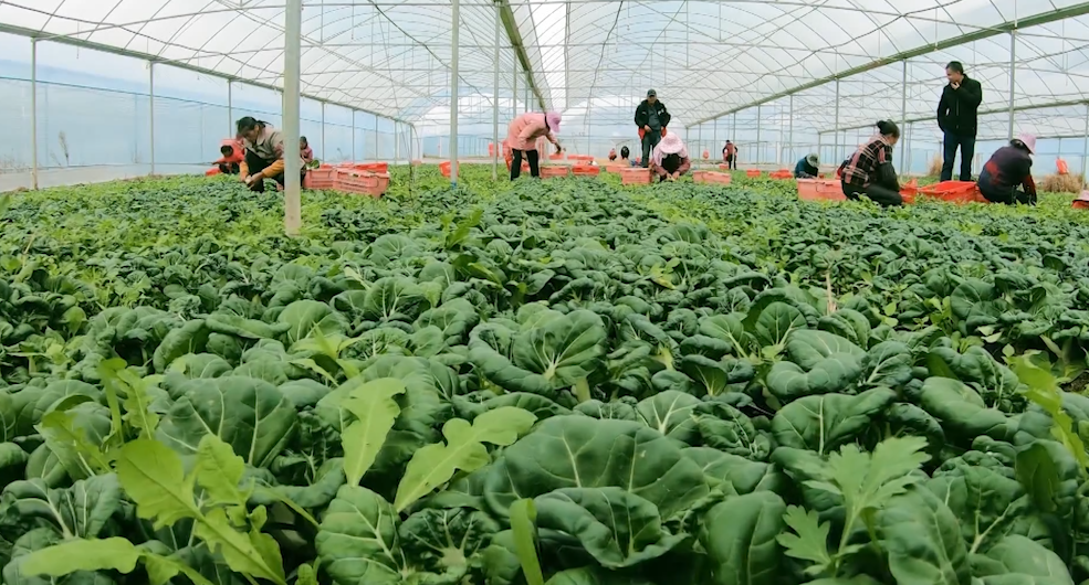 富硒大米口号（富硒大米广告语）-硒宝网