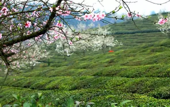 贵阳富硒大米(富硒大米哪里有卖)-硒宝网