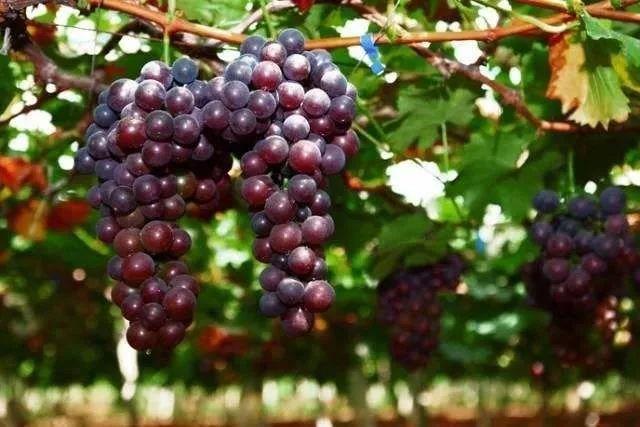 贵阳富硒大米(富硒大米哪里有卖)-硒宝网