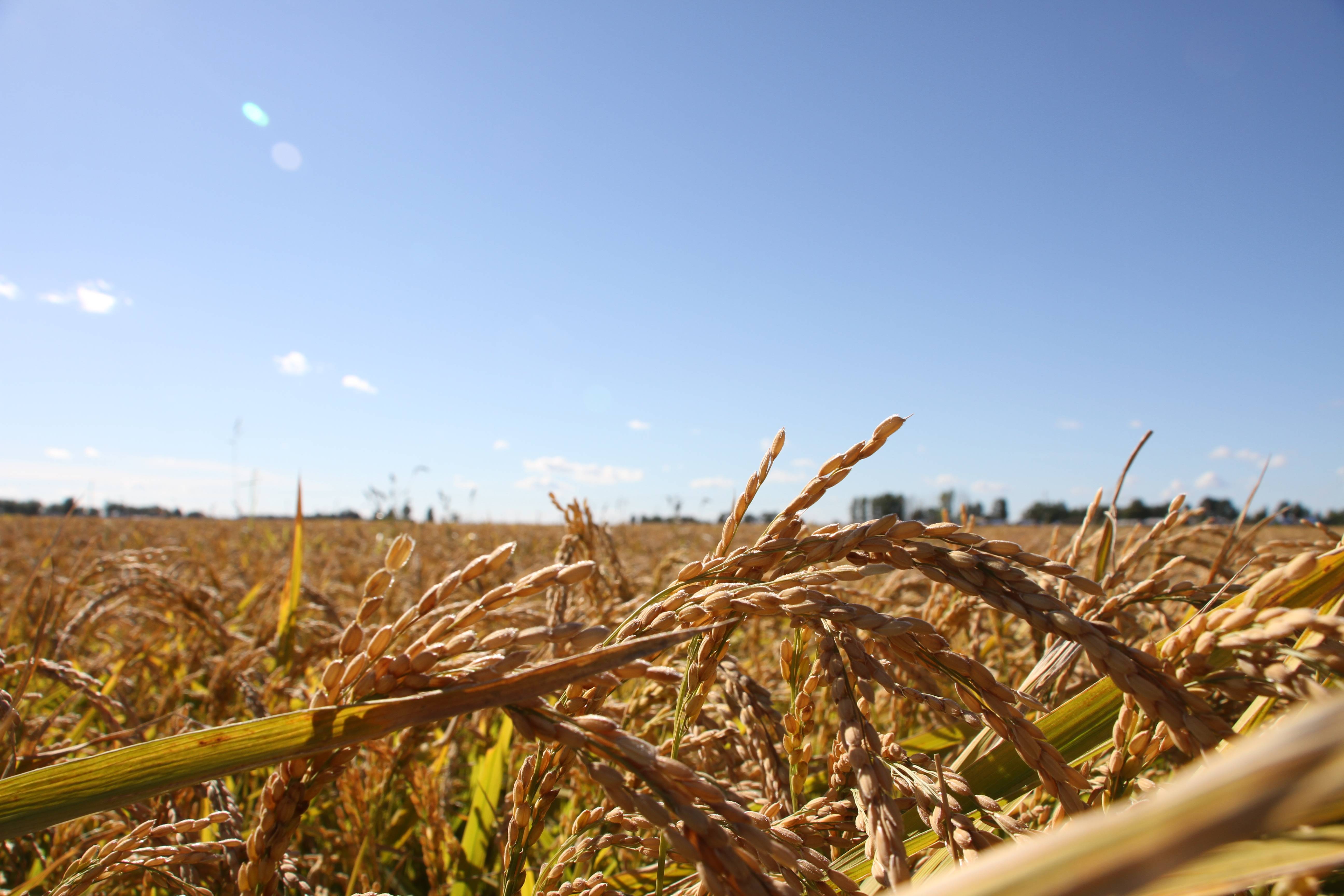 富硒大米水稻（大米水稻富硒含量）-硒宝网