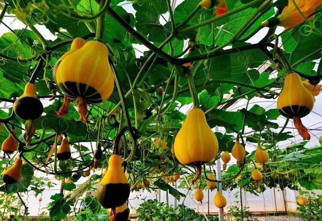 奉新富硒大米(富硒大米好吃吗)-硒宝网