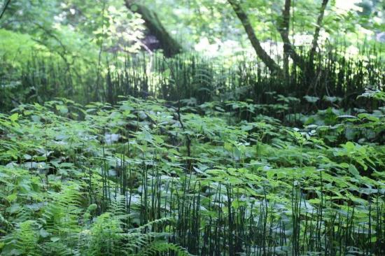 黑土富硒大米（富硒黑米和普通黑米营养对比表）-硒宝网
