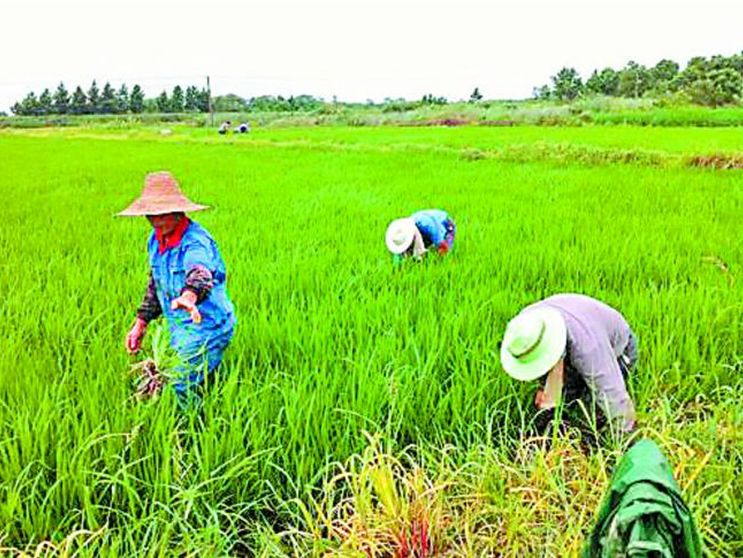 富硒大米 定(大米富硒标准)-硒宝网