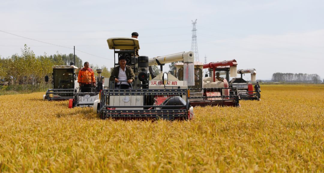 富硒大米 定(大米富硒标准)-硒宝网