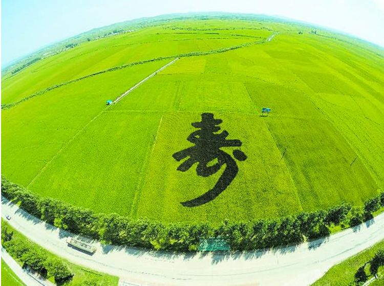 富硒大米 定(大米富硒标准)-硒宝网