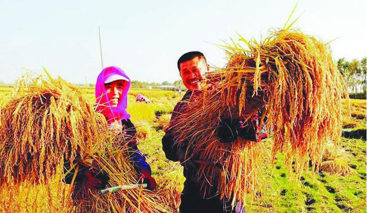 富硒大米 定(大米富硒标准)-硒宝网