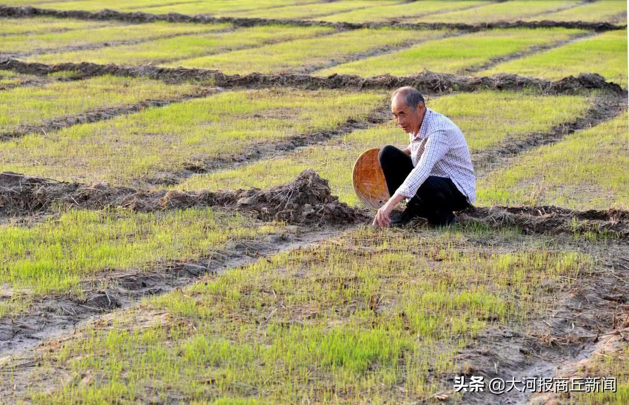夏邑富硒大米（富硒的大米）-硒宝网