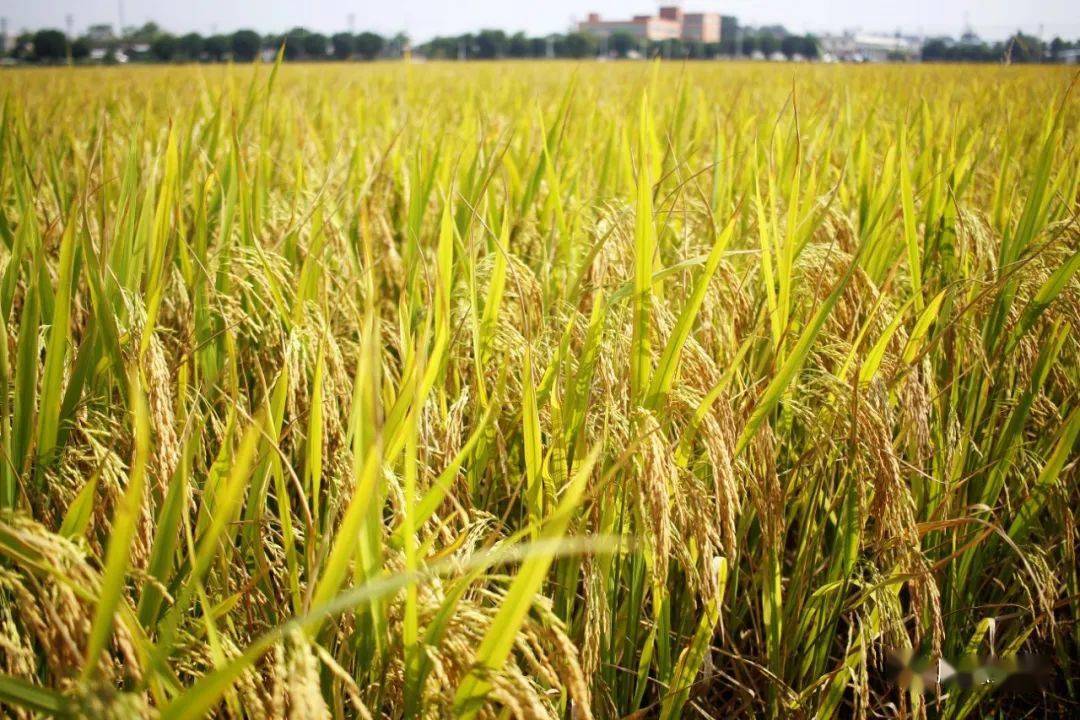 通河富硒大米（富硒的大米）-硒宝网