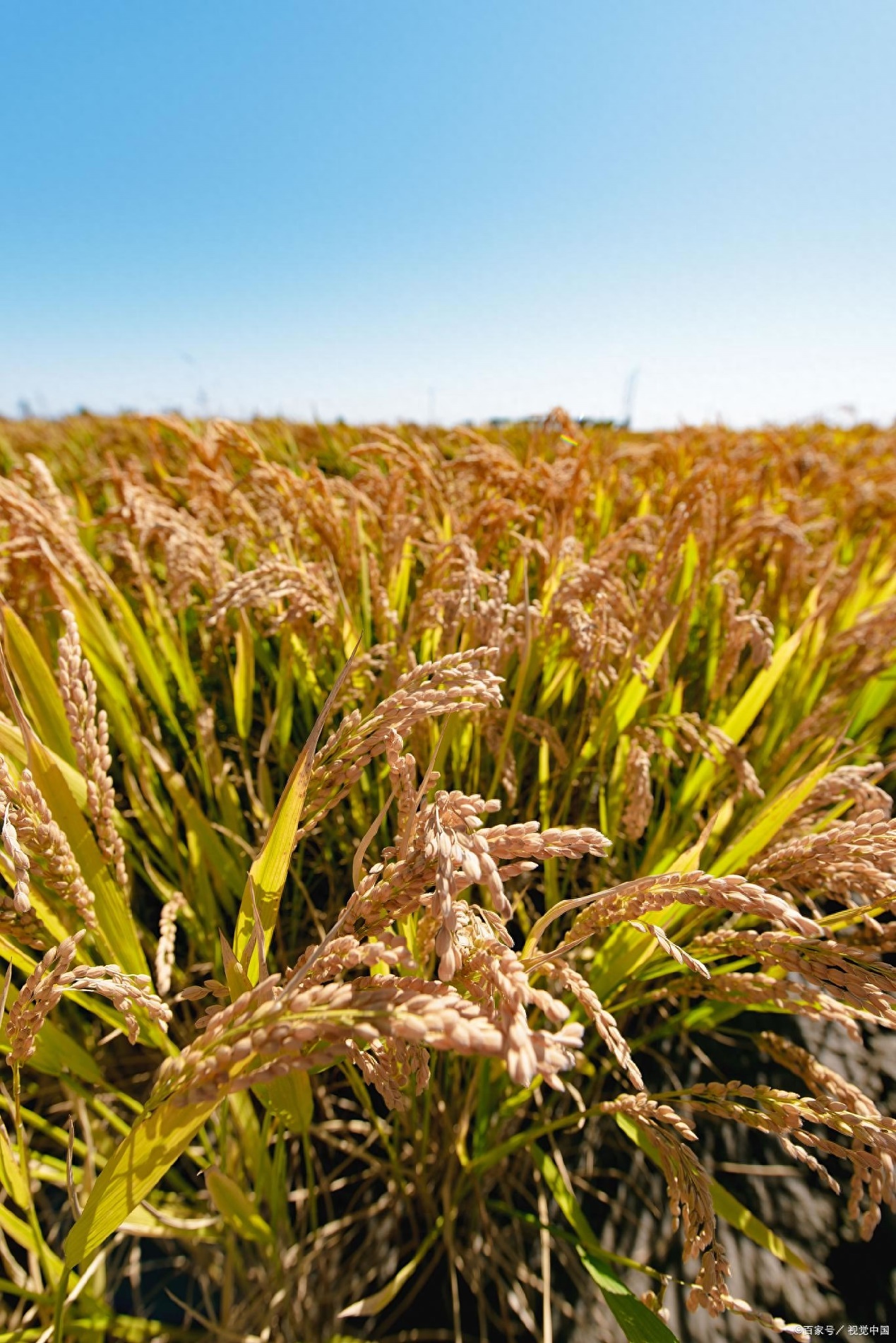 通河富硒大米（富硒的大米）-硒宝网