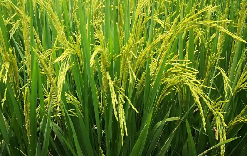 通河富硒大米（富硒的大米）-硒宝网