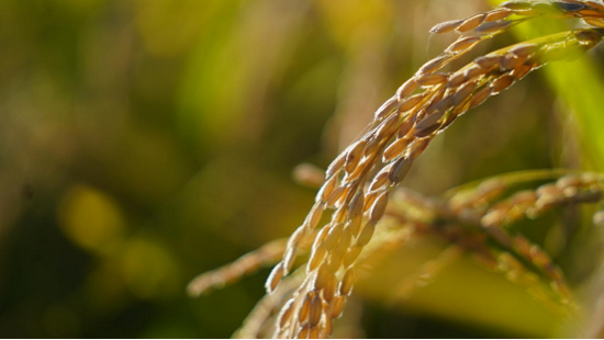 富硒大米危害(富硒大米硒含量超标)-硒宝网