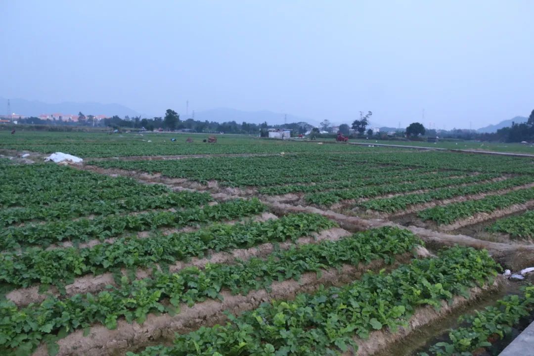 试种富硒大米(大米试种富硒的作用)-硒宝网