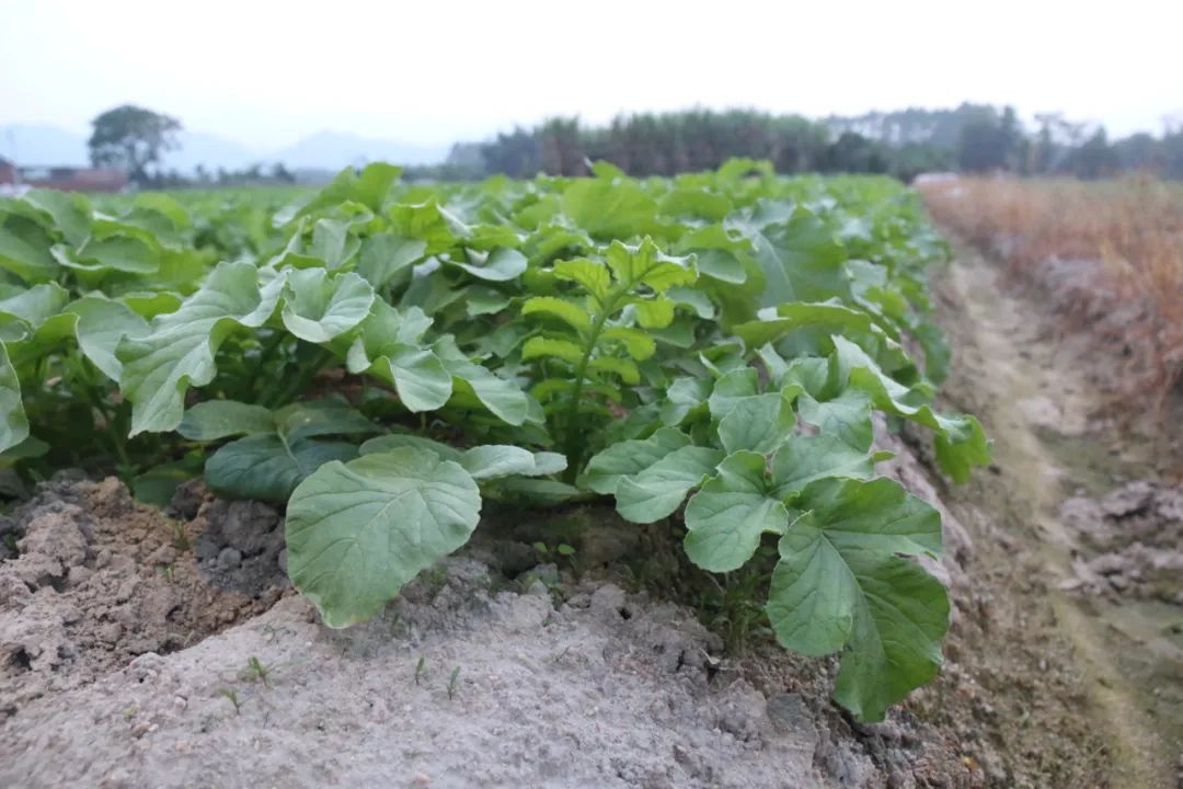 试种富硒大米(大米试种富硒的作用)-硒宝网