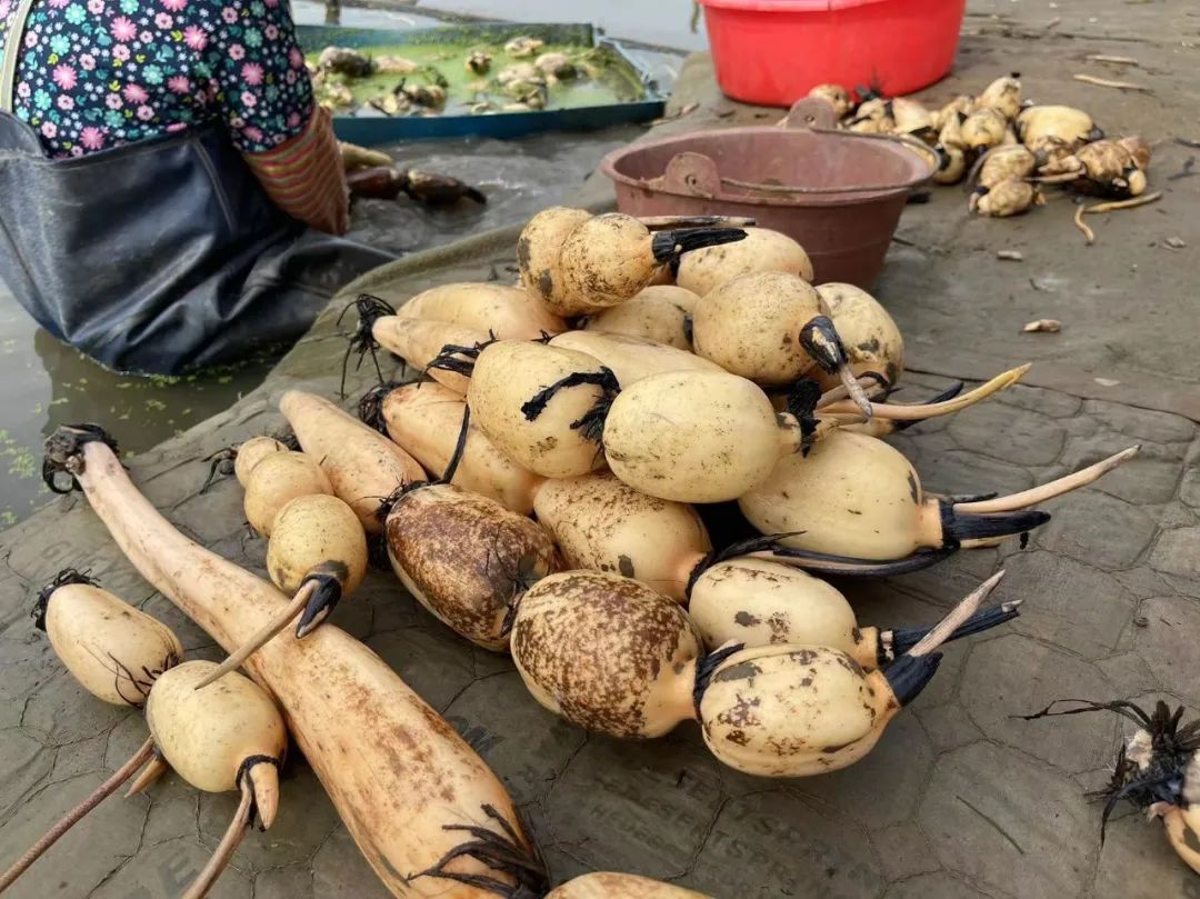 试种富硒大米(大米试种富硒的作用)-硒宝网